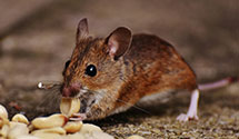 24 Hour & Emergency Exterminators in Prt Washingtn, OH